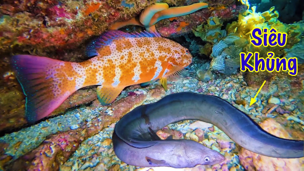 Bắt Lương Siêu Khủng | Kiếm Tiền Triệu Những Con Cá Mú Sao Đắc Giá