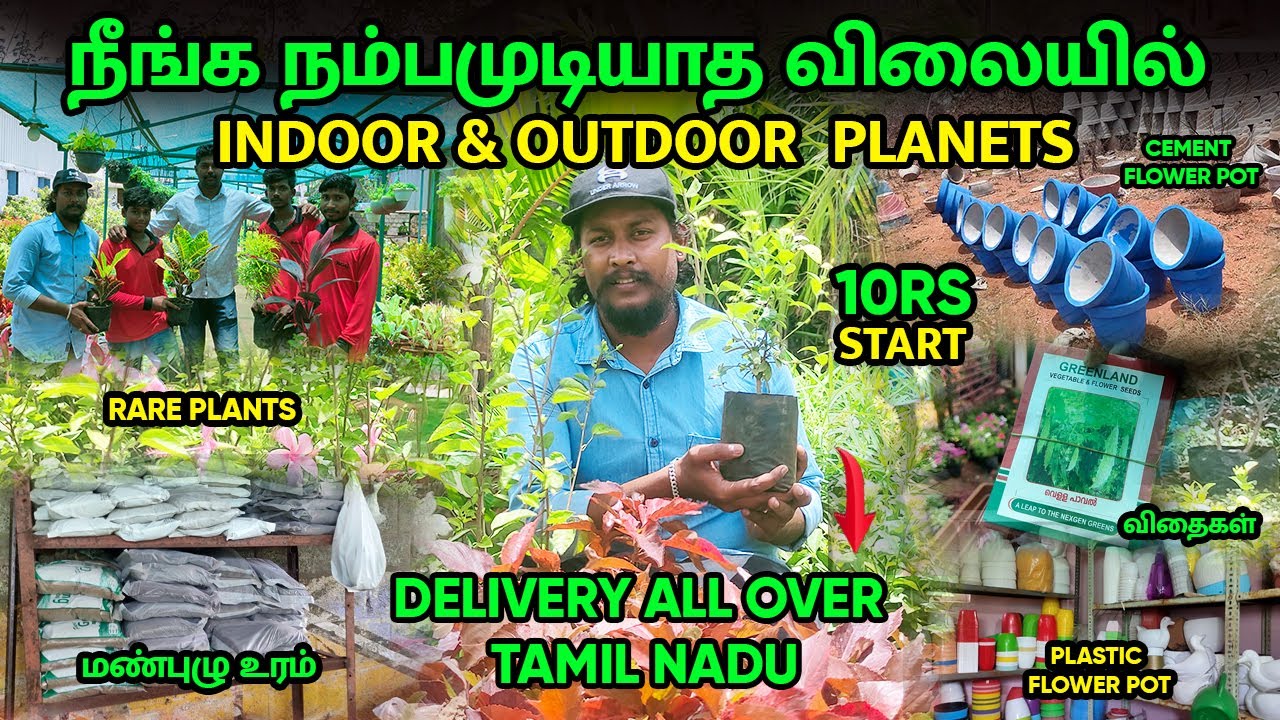 ரூ10 முதல் நம்பமுடியாத விலையில்🌱🌿Indoor & Outdoor Best