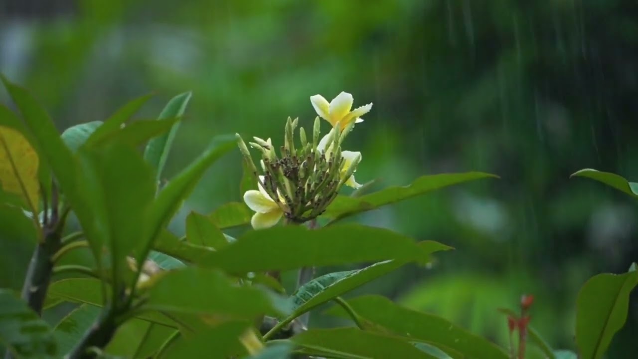 Musica y sonido de la naturaleza para relajarse 
