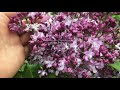 Сирень Эмиль Лемуан