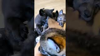 A pack of wolves attacked a man! #wolf #animals