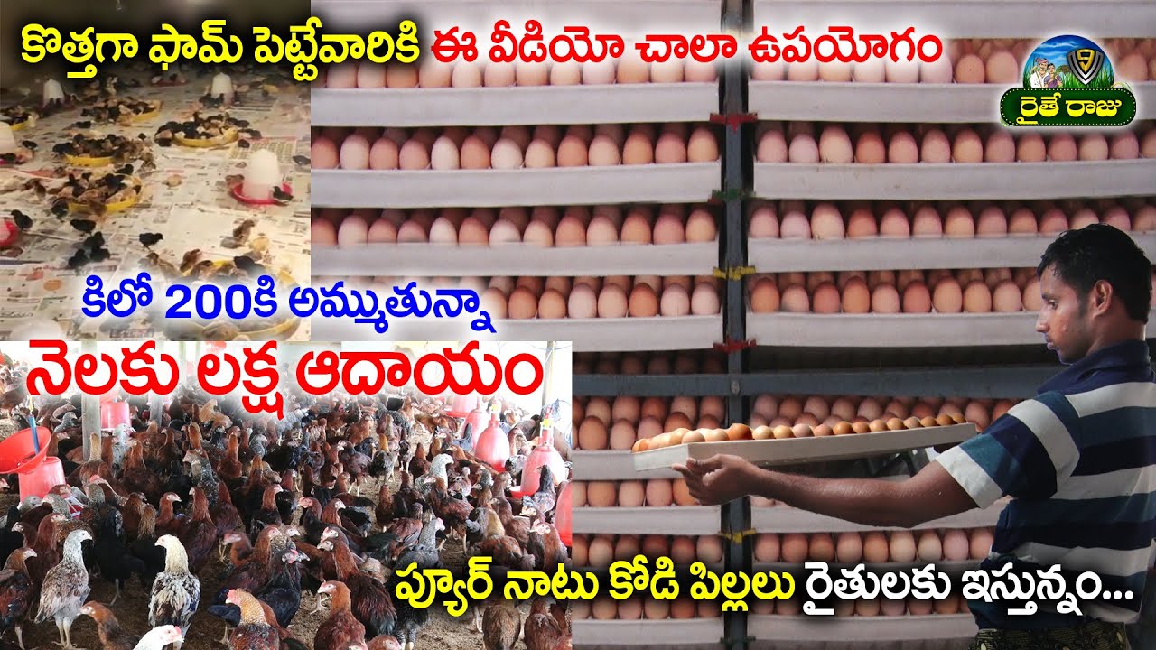 కొత్తగా ఫామ్ పెట్టేవారికి ఈ వీడియో చాలా ఉపయోగం | Benefits Of Natu Kollu Farming | V9 Raithe Raju