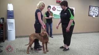 St John Ambulance Therapy Dog Orientation Video