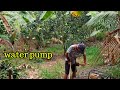 Water pump para patubig sa ating pomelo