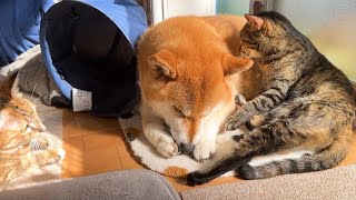 お姉ちゃん猫が柴犬に甘えると子ども猫たちはこうなります。とっても可愛い子ども猫軍団