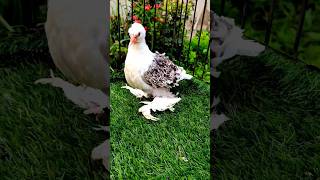 Chooza?On parents feed|| pigeon fancypigeon shorts pets