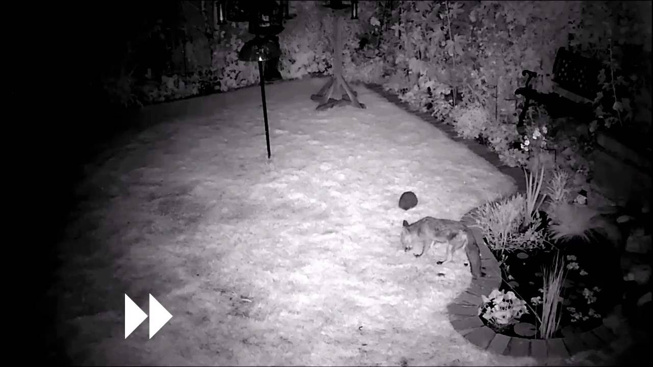 hedgehog meaning in hindi Hedgehog isn't afraid to approach the fox when meal worms are involved