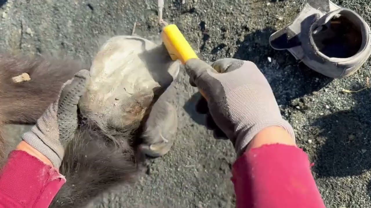 Anleitung: Schafwolle in Hufschuhe stopfen