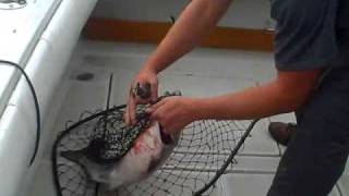 Chicago Lake Michigan Fishing- Huge 18# King Salmon