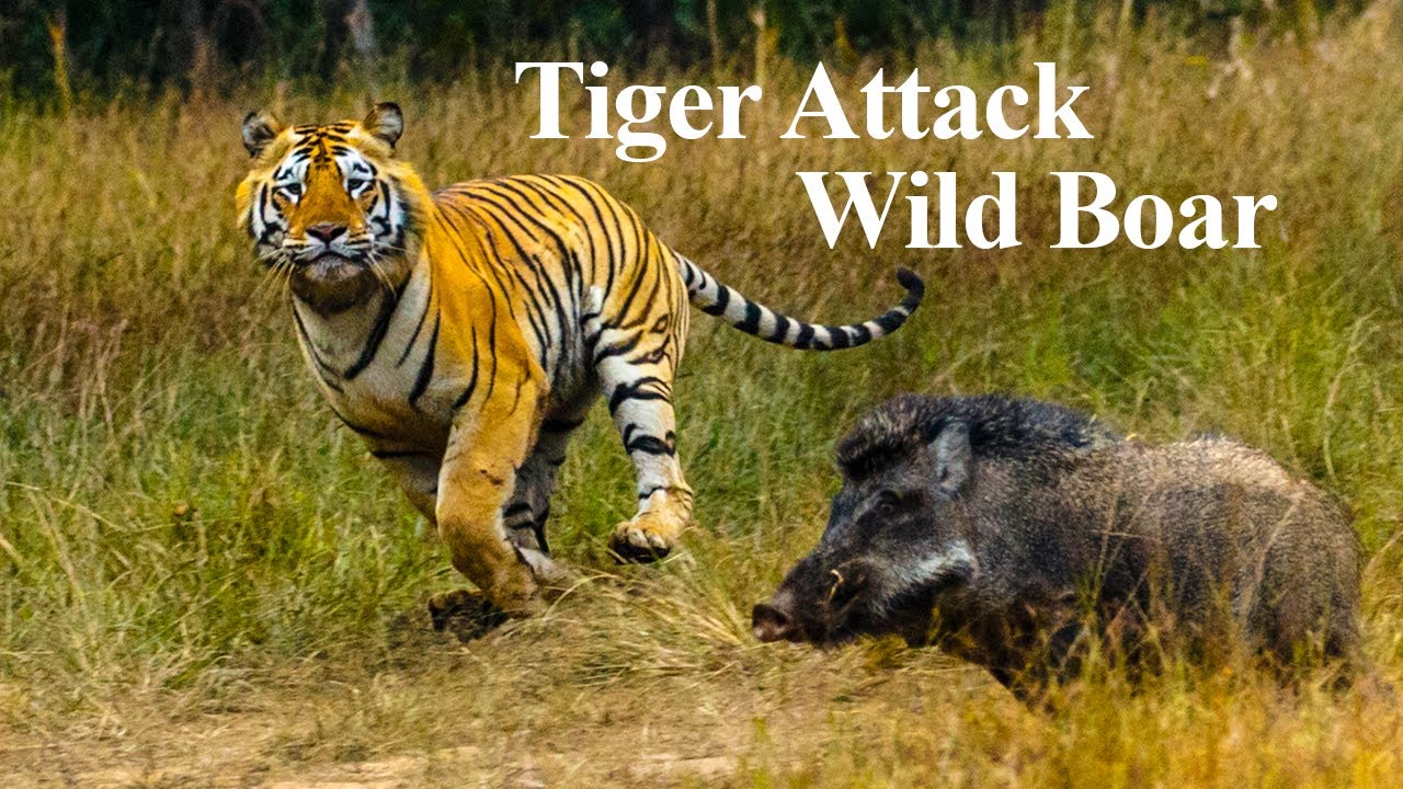 Rare Tiger vs Boar Fight  Tiger Attack Wild Boar