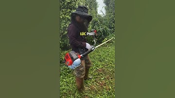 Máy Cắt Cỏ Reload 543 VIP Sau Khi Khách Hàng Sử Dụng trải Nghiệm