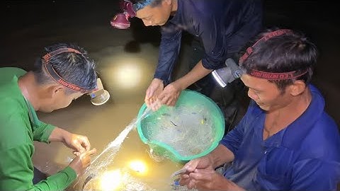 Thời Tới Cản Không Nổi Là Có Thiệt Một Bầy Cá Bắt Không Hết | Cù Lao Dung Vlogs