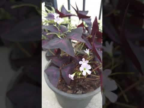 วีดีโอ: ดอกอ็อกซาลิส: ปลูกที่บ้าน, รูปถ่าย