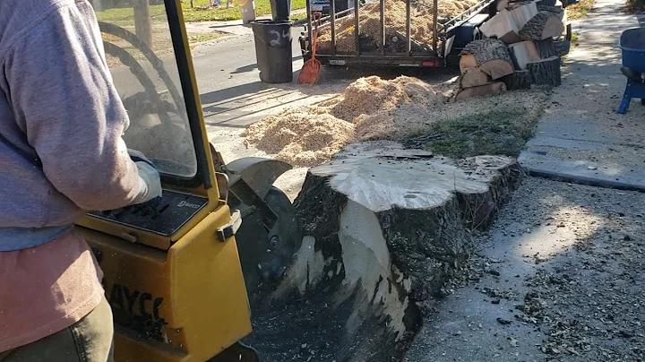 Stump Grinding Large Oak Growing Into Curb