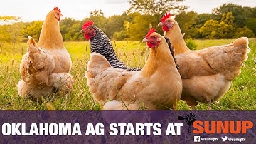 Vet Scripts - Salmonella Safety (2/15/20)