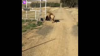 How strong is a male lion  (Path-2) | Male Lion carries 130kg  wildebeest ?????