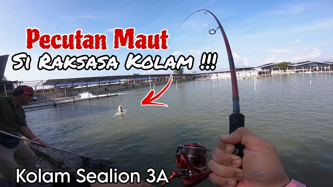 FIGHTER TIME !!! GASAK WAKTU OPENING KOLAM SEALION 3A !! SIAKAP BAGONG TEWAS !!