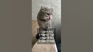 Возраст кота на человеческий