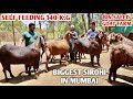 Self feeding 140 kg tak ke goats sirohi ajmera at bin saeed goat farm mumbai