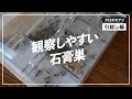【アリ飼育】観察しやすいアリ飼育ケース「平置きスケルトン石膏巣」にクロオオアリを引っ越し！