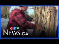 Maple syrup season: Local farm marks 200 years