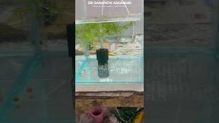 New stock💥New Fish Tank setup🤯#tanksetup #aquarium #fish #aqua #shorts