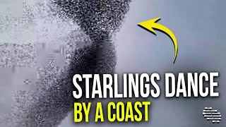Beautiful Sky Dance of Starlings by a Coast