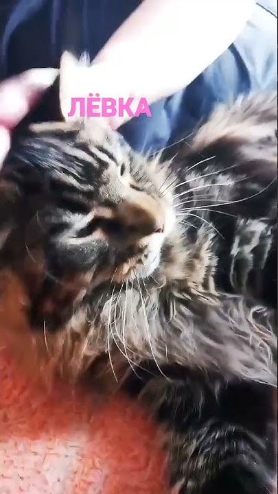 смишные котики🐱🐈‍⬛ - YouTube