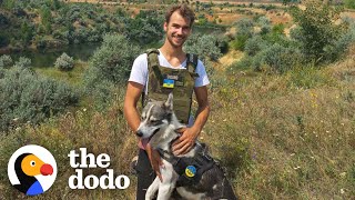 Husky Found All Alone Next To A Destroyed Tank | The Dodo