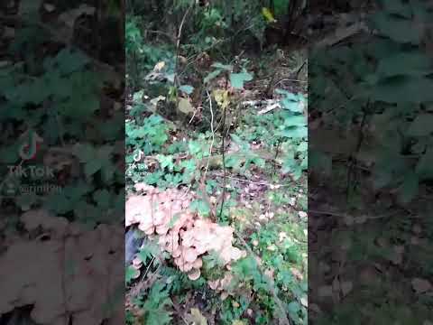 лайфхак. как узнать съедобные ли грибы.