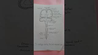 Meninges covering the brain&spinalcord