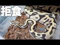 拒食に悩まされている蛇飼いの元へ行ってみた