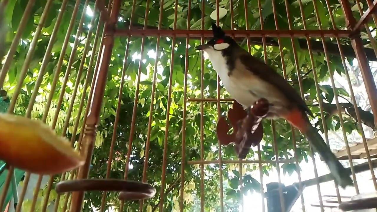 นกกรงหัวจุกเวียดนามร้องริกเพลงป่ารัว ๆ เพลงยาว เปิดยั้วนกฟังนกคึกร้องตาม