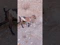 A Goat Grazing in the Heart of the Pristine Mountains