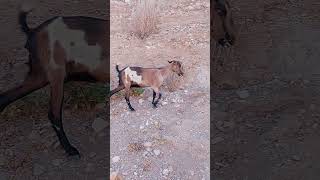A Goat Grazing in the Heart of the Pristine Mountains