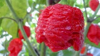 ⟹ 7 Pot Brain Strain Pepper, Capsicum chinense PLANT REVIEW #pepper