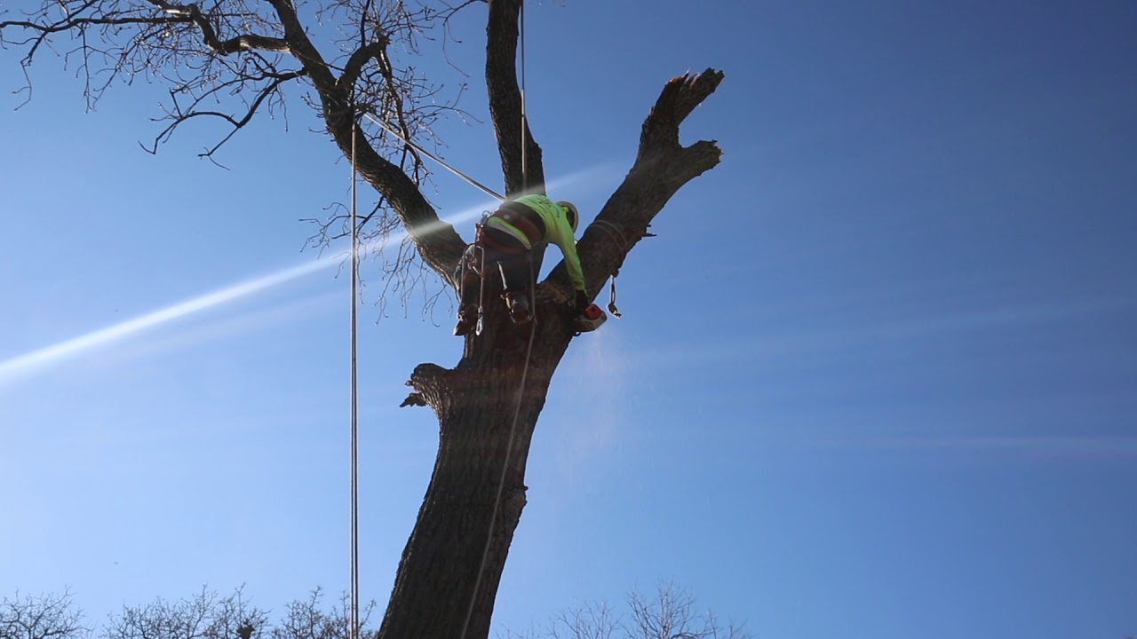 Time Lapse of Tree Removal - YouTube