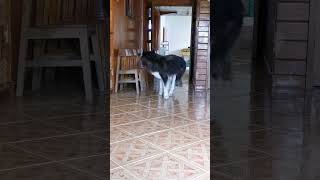 scout