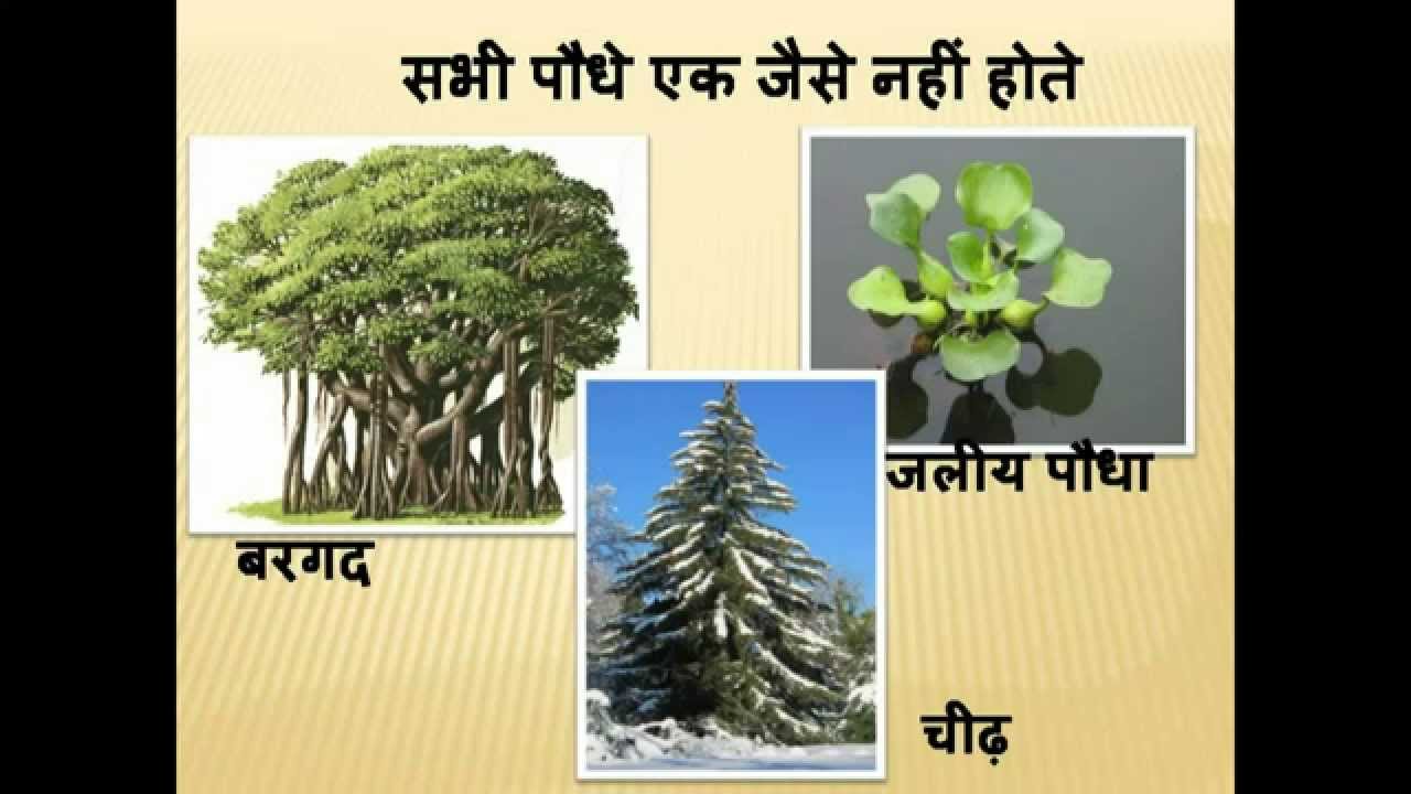 5 Different Types Of Trees With Pictures And Names Spesial 5