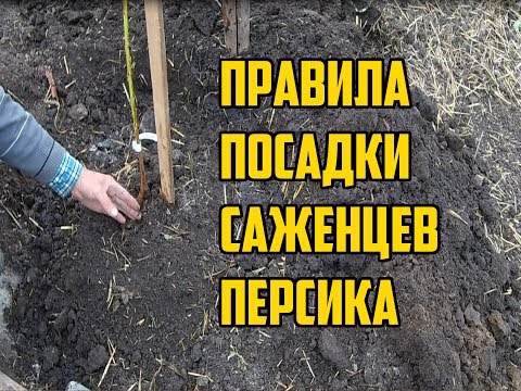 Как посадить персик правильно / Посадка персика осенью / Правила посадки саженцев персика