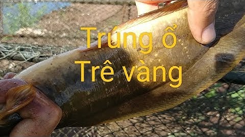 Thăm lờ cá không mồi. trúng ổ trê vàng quá trời ngon rồi