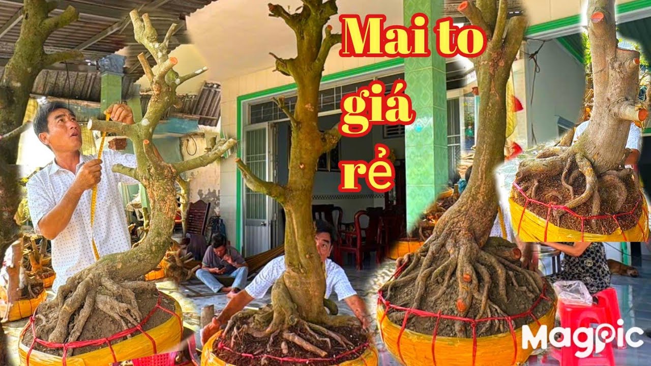 A Dũng 👉 0964009759💥 Đầu năm gl mai vàng, xù đế đẹp hoành to giá bé tại ĐT.