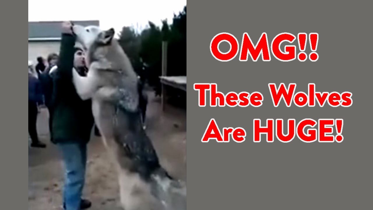 wolf size huge wolves youtube size of wolves