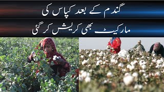 Cotton Prices | Cotton Latest Prices | Breaking News | Daily veer times