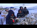 Сахалин Поронайск .Зимняя наважья путина в рыбак колхозе  "Дружба"  15 января 2021 года