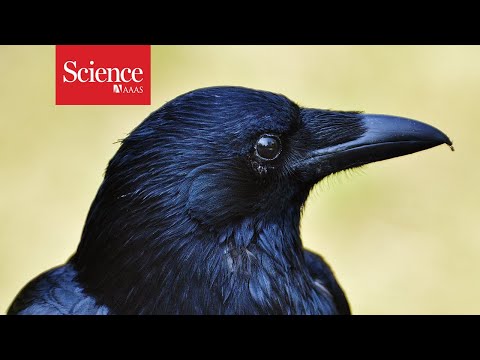 Video: The Bird's Brain: Structure And Function