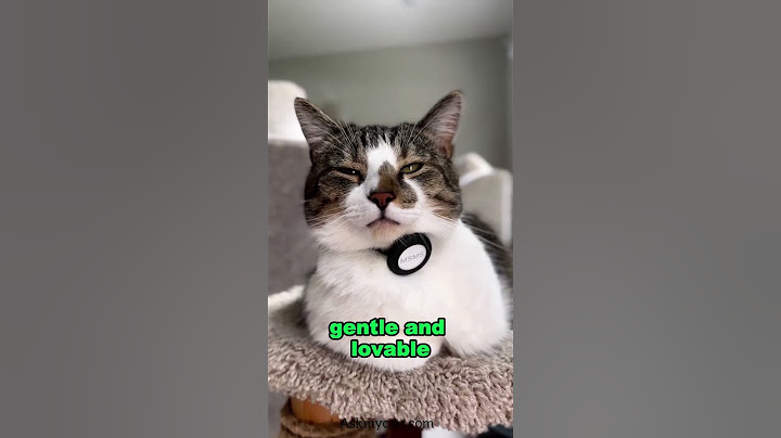 difference between male and female cat personalities. #cat