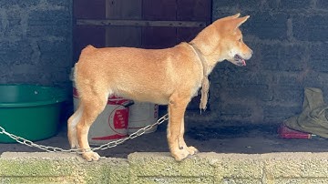 H’mông Cộc Đuôi Cái Cộc Tịt 3 Tháng Đốm Lưỡi Huyền Đề Dòng Săn Giỏi Lhệ.039.446.1142.e xin cảm ơn ….