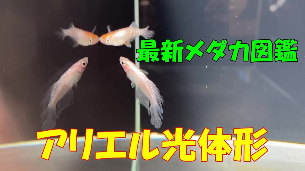 ⭐️メダカの水族館 アリエル光体型⭐️No.61 - YouTube