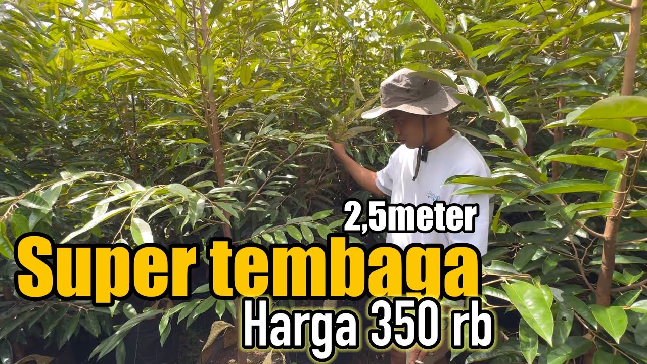 Bibit durian super tembaga 2,5 meter asli planterbag